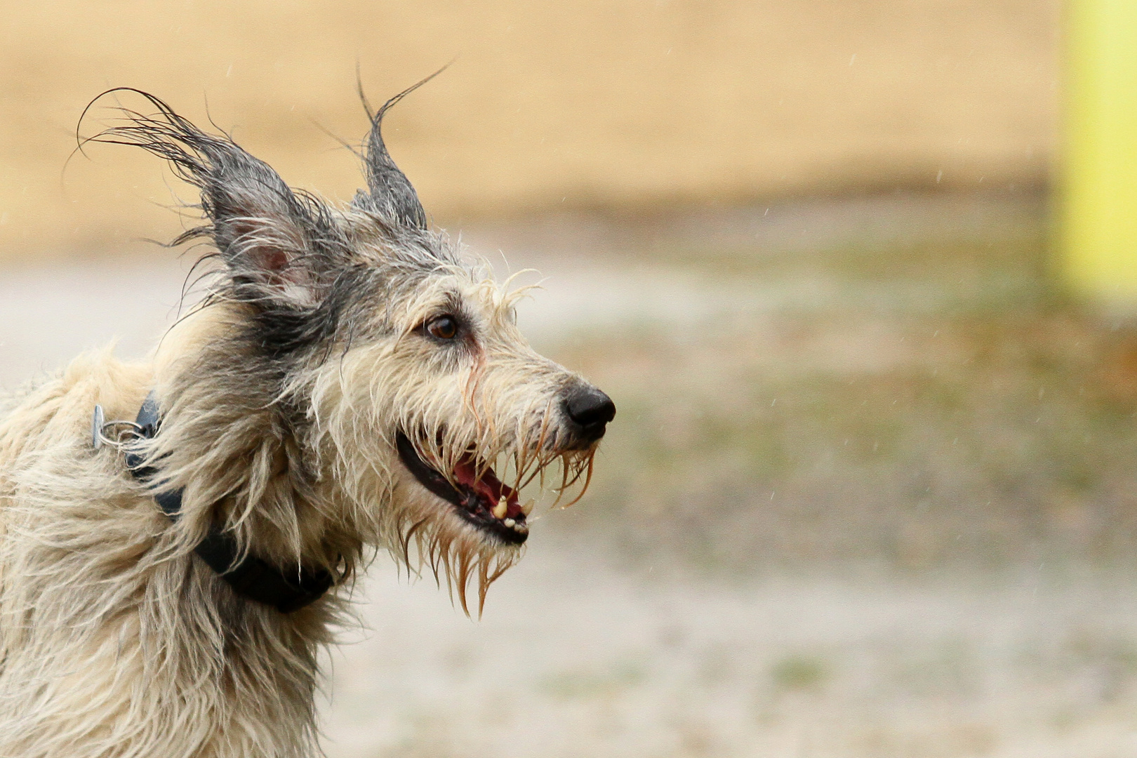 Einstein - was für ein Hund!