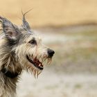 Einstein - was für ein Hund!