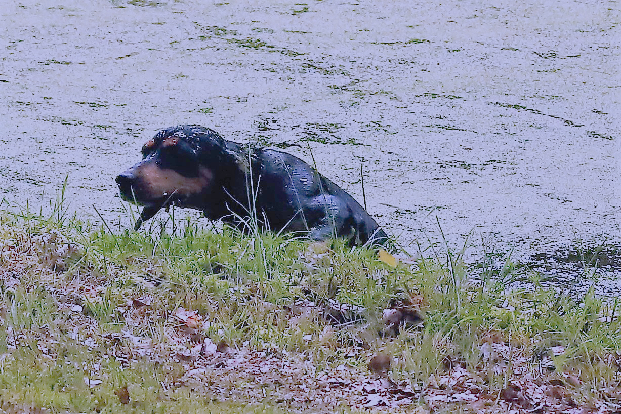 Einstein(26) im Wasser