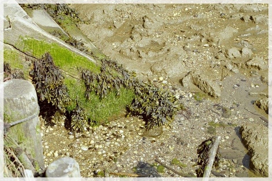 Einstieg in den Nationalpark Wattenmeer