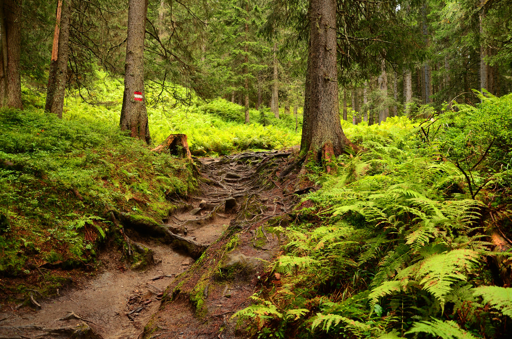 Einstieg in den Rauriser Urwald