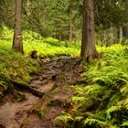 Einstieg in den Rauriser Urwald