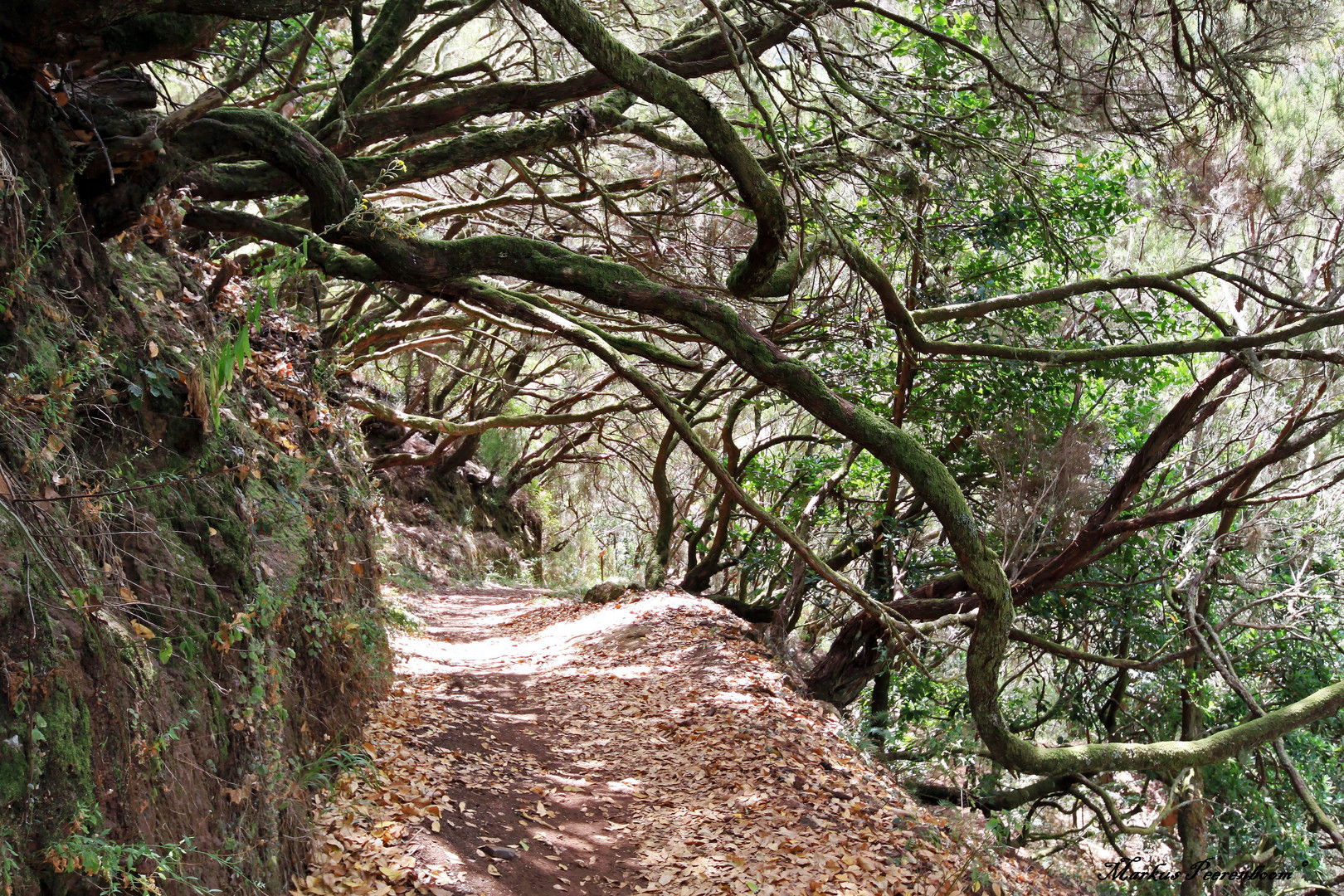 Einstieg zur Levada Wanderung