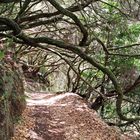 Einstieg zur Levada Wanderung