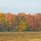 Einstimmung auf den Herbst !