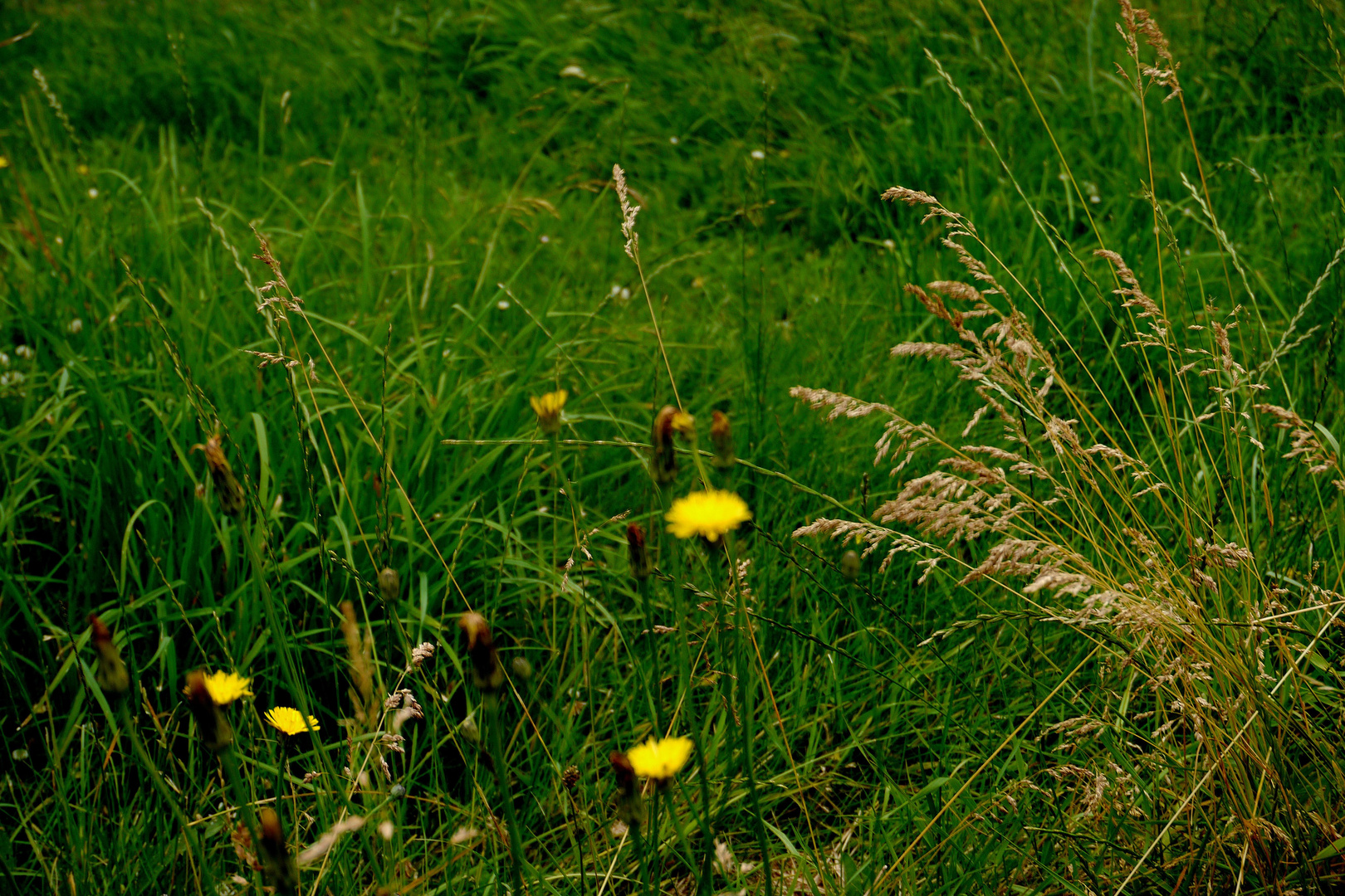 EinStück Wiese - Natur pur -.