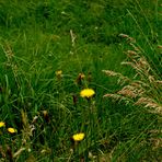 EinStück Wiese - Natur pur -.