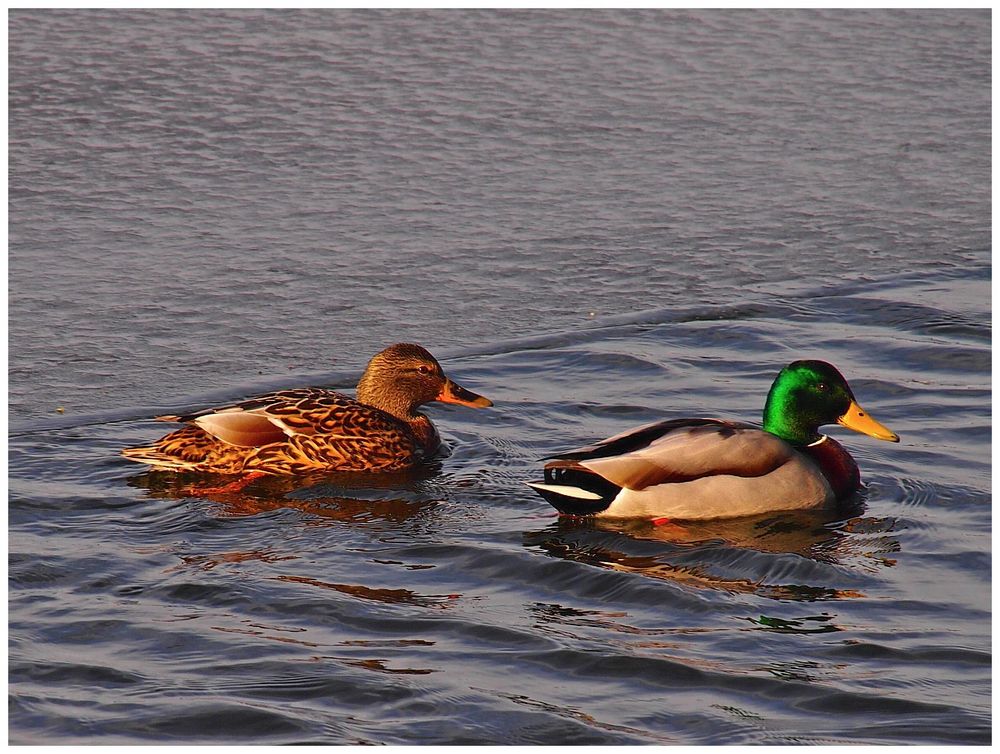 Einstweilen Enten