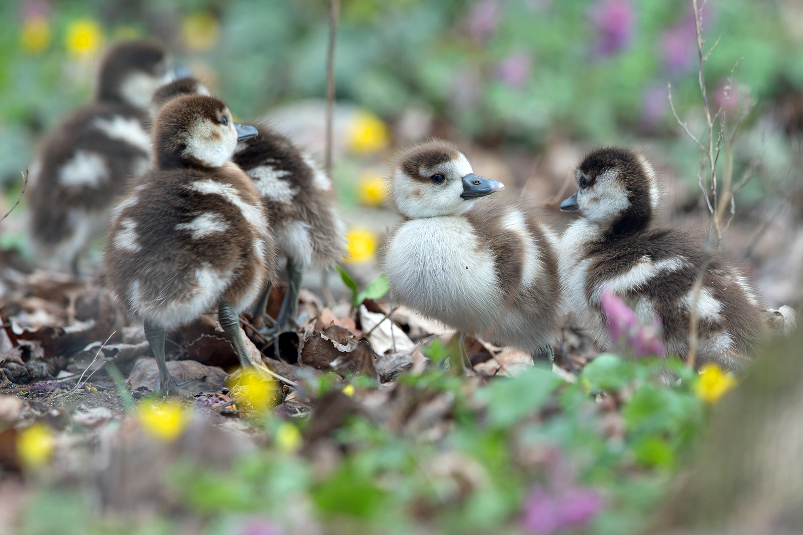 Eintägige Nilgans-Küken