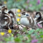 Eintägige Nilgans-Küken