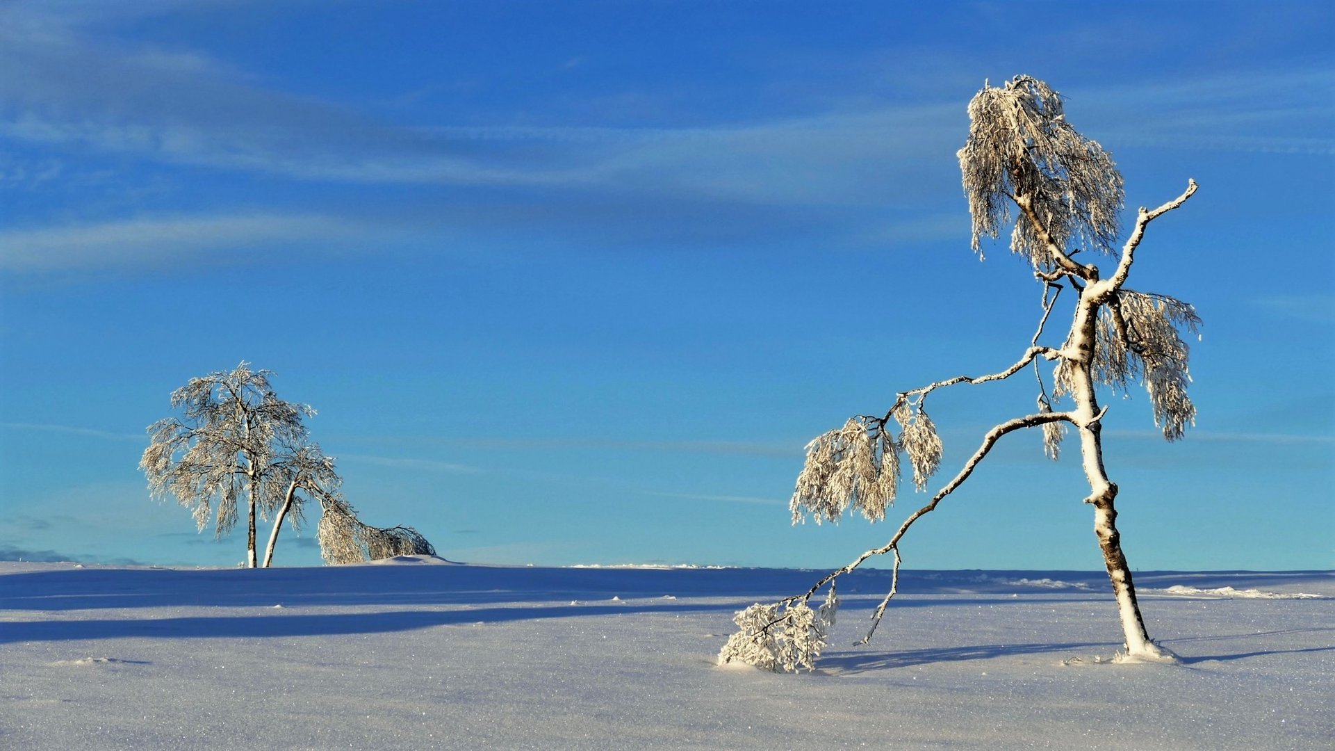 Eintänzer im Schnee