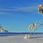 Eintänzer im Schnee