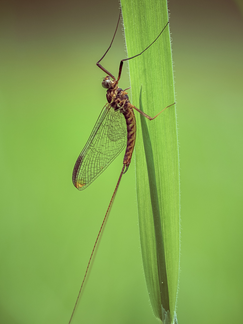 Eintagesfliege / Mayfly (Ephemeroptera)