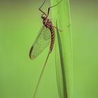 Eintagesfliege / Mayfly (Ephemeroptera)