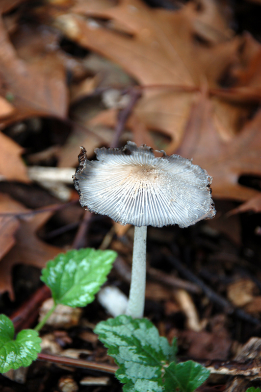 Eintags-Tintling (Coprinus patouillardii) 2