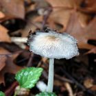 Eintags-Tintling (Coprinus patouillardii) 2