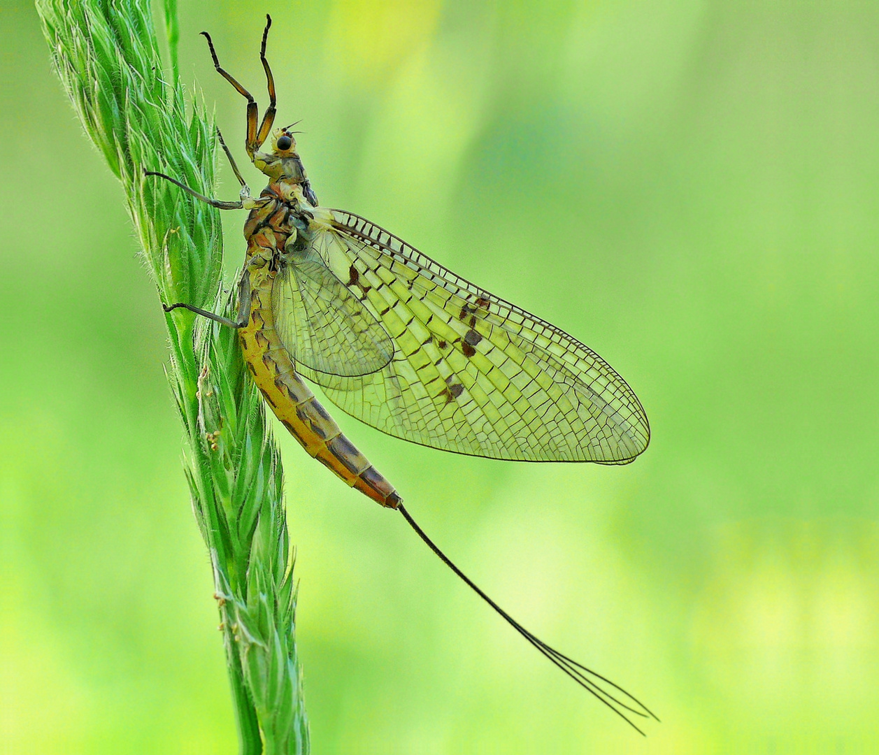 Eintagsfliege... Foto & Bild tiere, wildlife, insekten Bilder auf