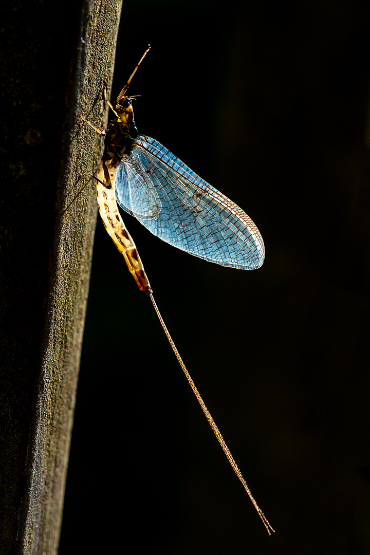 Eintagsfliege