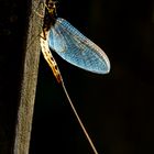 Eintagsfliege