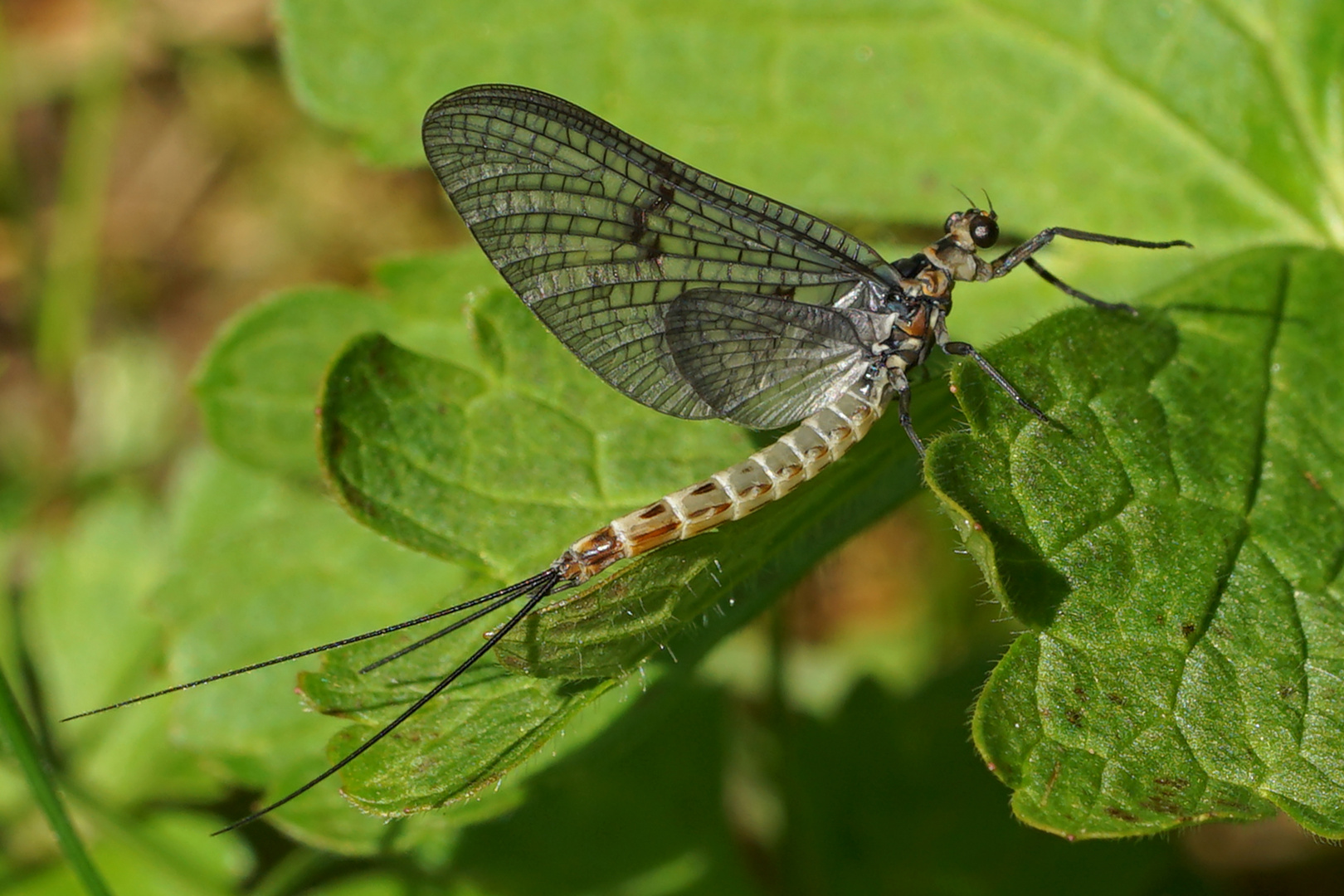 44+ Eintagsfliege Teich, Eintagsfliegen sind in bächen, flüssen,