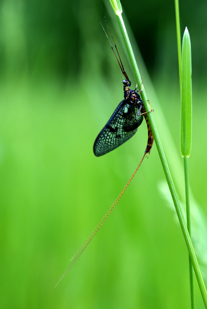 eintagsfliege von feinerkleiner 