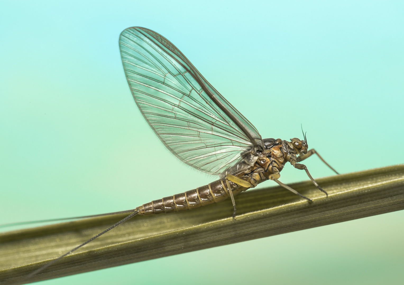Eintagsfliege Foto & Bild | tiere, wildlife, insekten Bilder auf fotocommunity