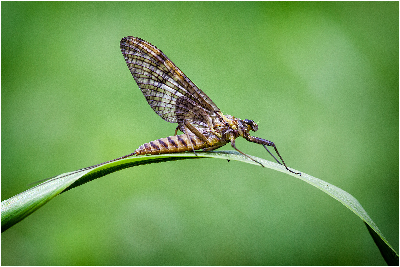 Eintagsfliege Foto & Bild tiere, wildlife, insekten Bilder auf