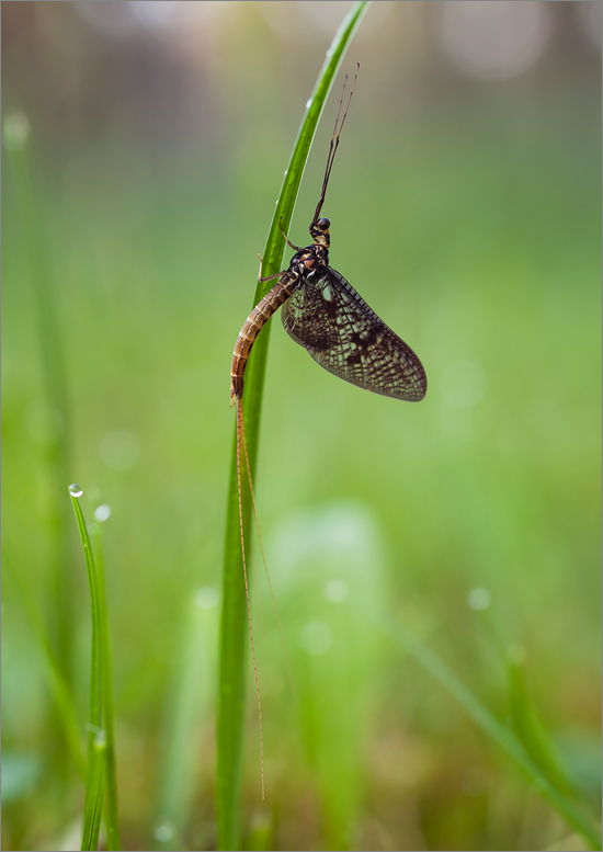 Eintagsfliege am Abend