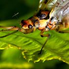 Eintagsfliege am Chiemsee