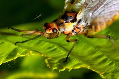 Eintagsfliege am Chiemsee