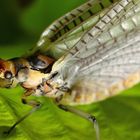 Eintagsfliege am Chiemsee