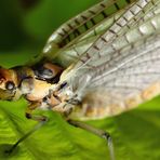 Eintagsfliege am Chiemsee