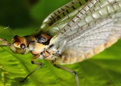 Eintagsfliege am Chiemsee