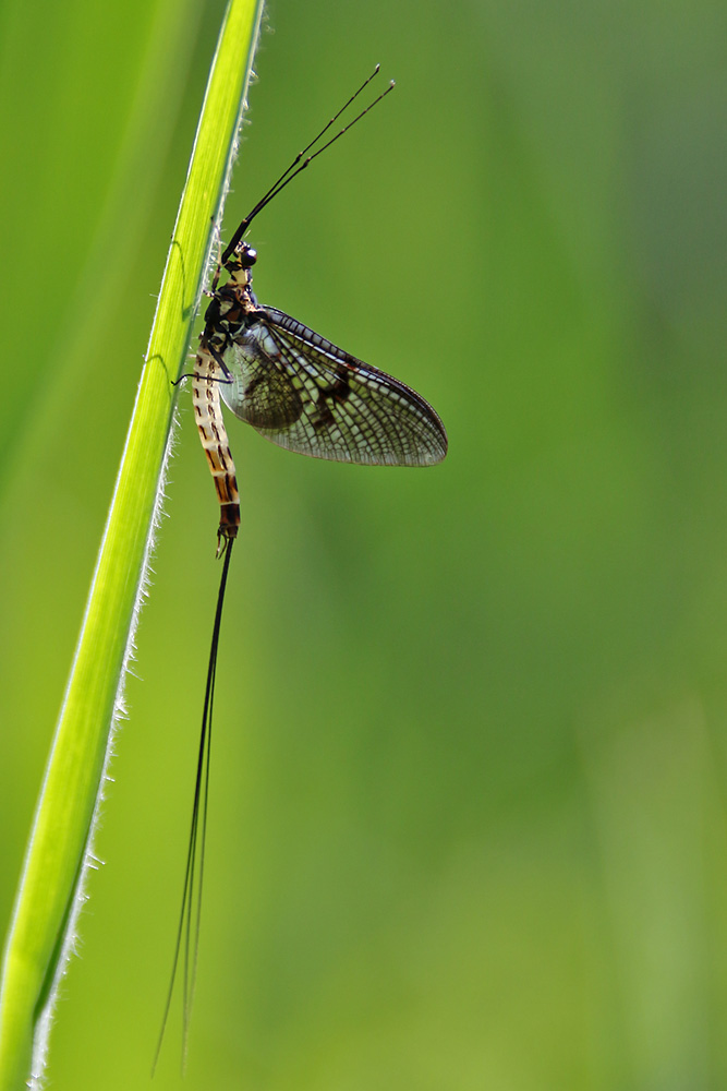 Eintagsfliege am Schilfblatt