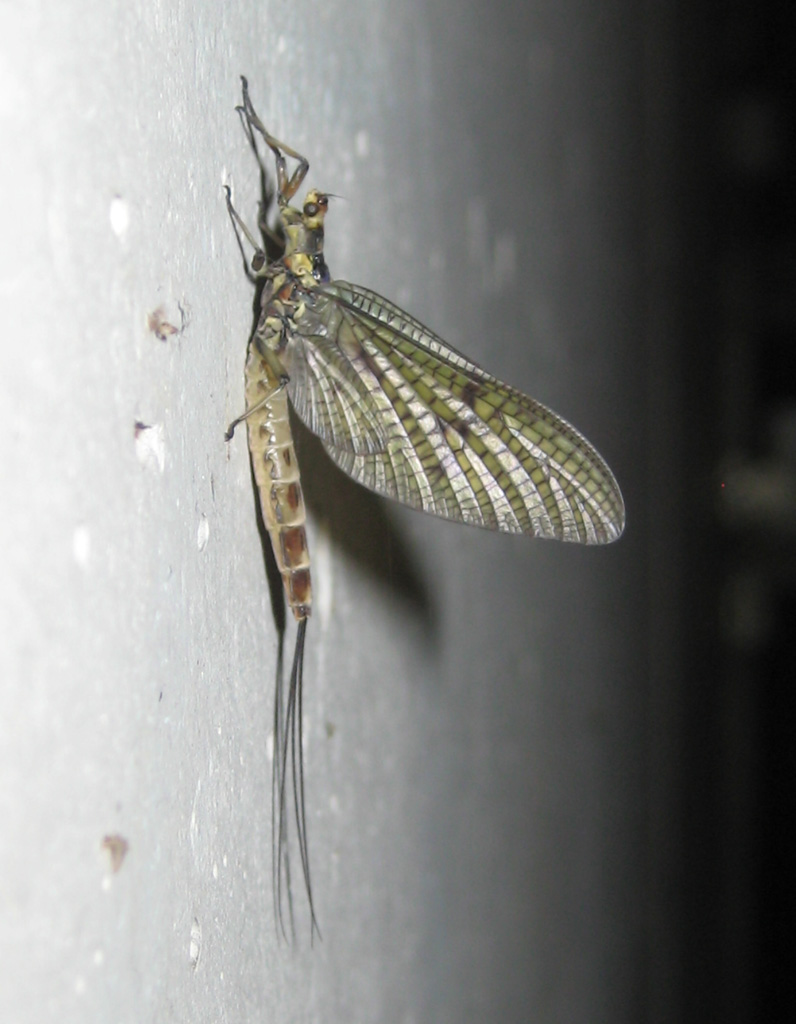 Eintagsfliege an der Mauer