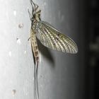 Eintagsfliege an der Mauer