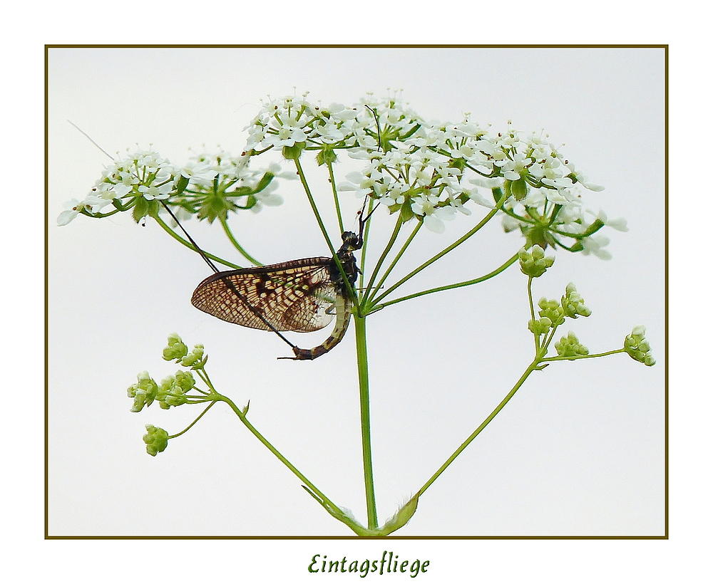 Eintagsfliege an der Niers