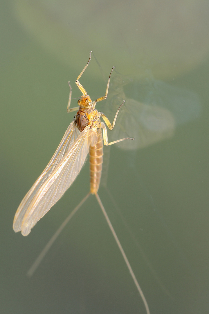 Eintagsfliege an Glasscheibe