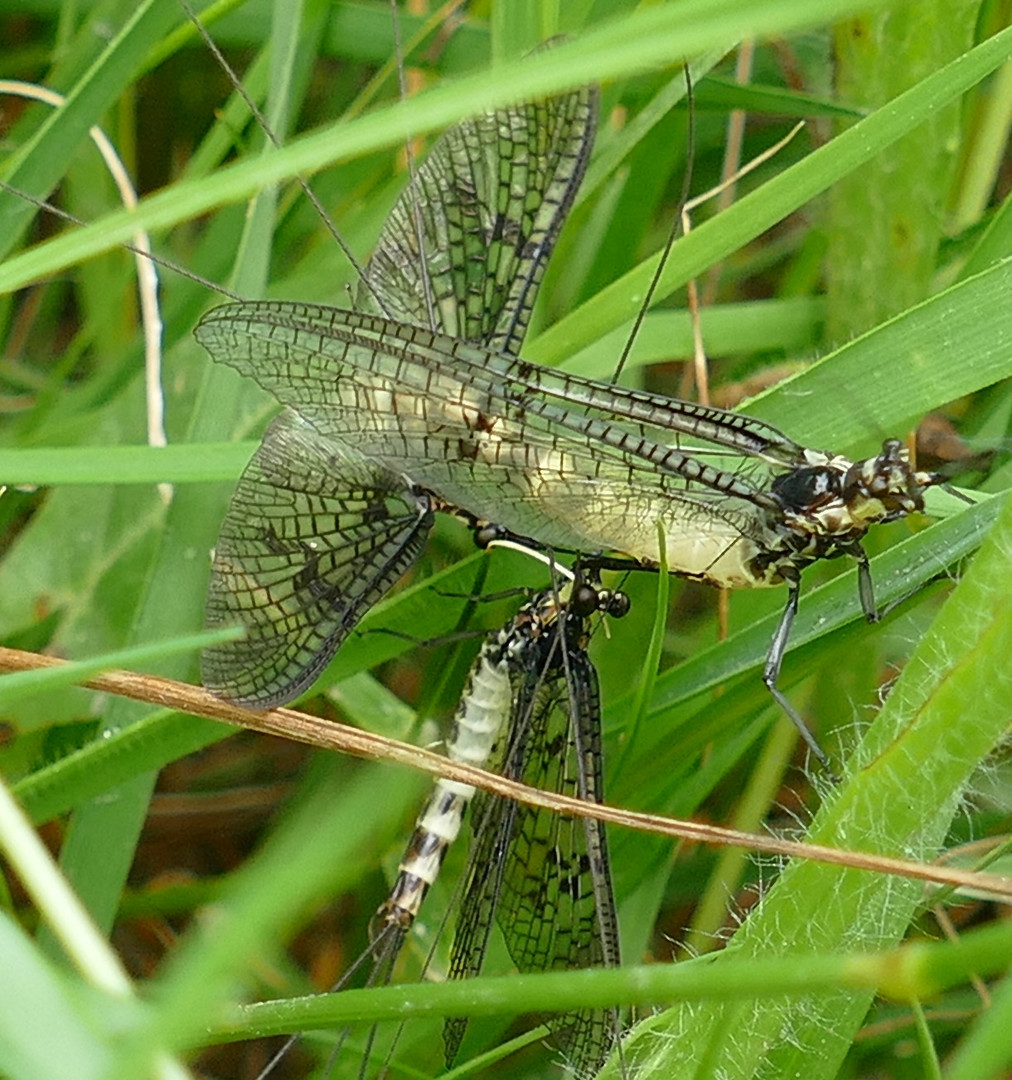 Eintagsfliege auch Maifliege genannt.