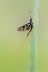 Eintagsfliege