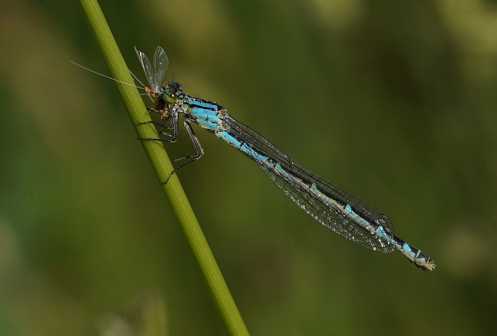 Eintagsfliege Becherjungfer