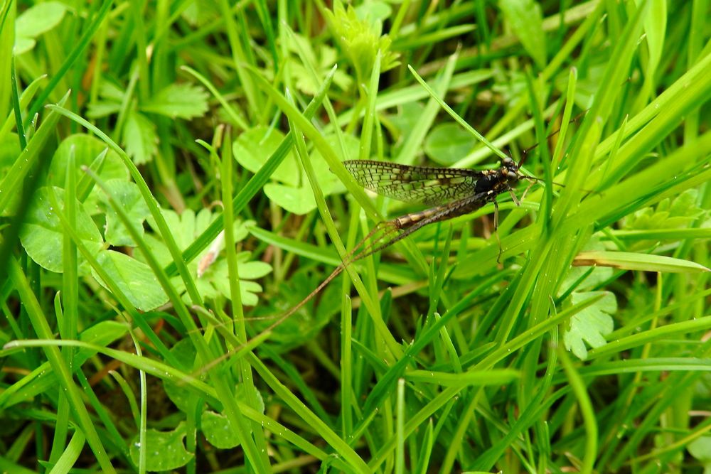 Eintagsfliege... bei Wind