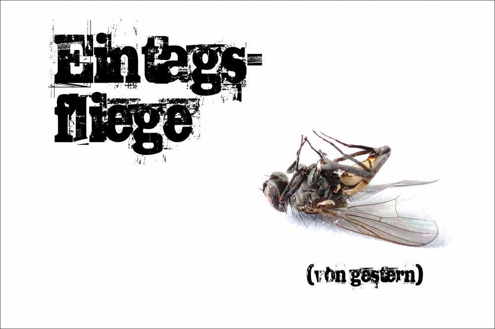 Eintagsfliege