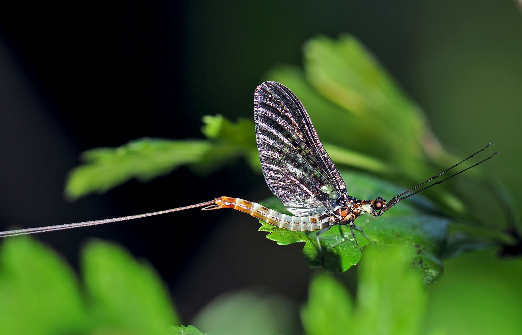 Eintagsfliege (Ephemera danica) - L'éphémère, manne ou Mouche de mai.*