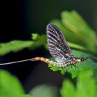 Eintagsfliege (Ephemera danica) - L'éphémère, manne ou Mouche de mai.*