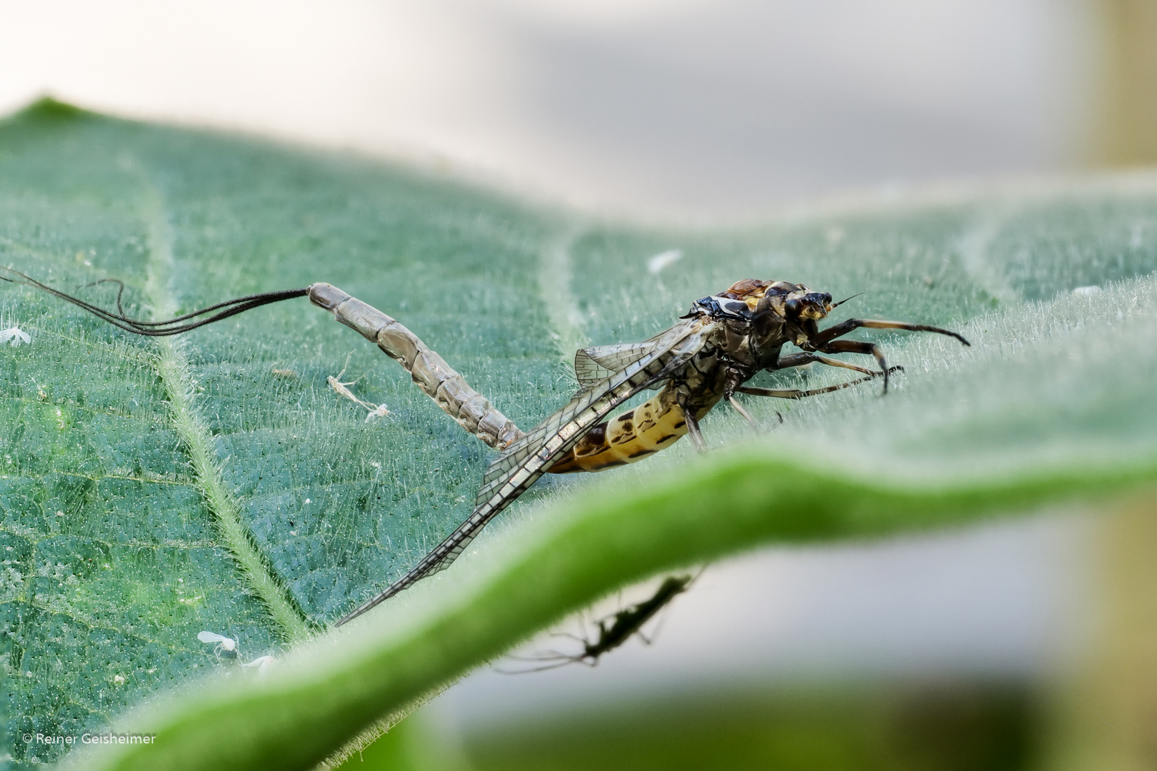 Eintagsfliege (Ephemera vulgata?)