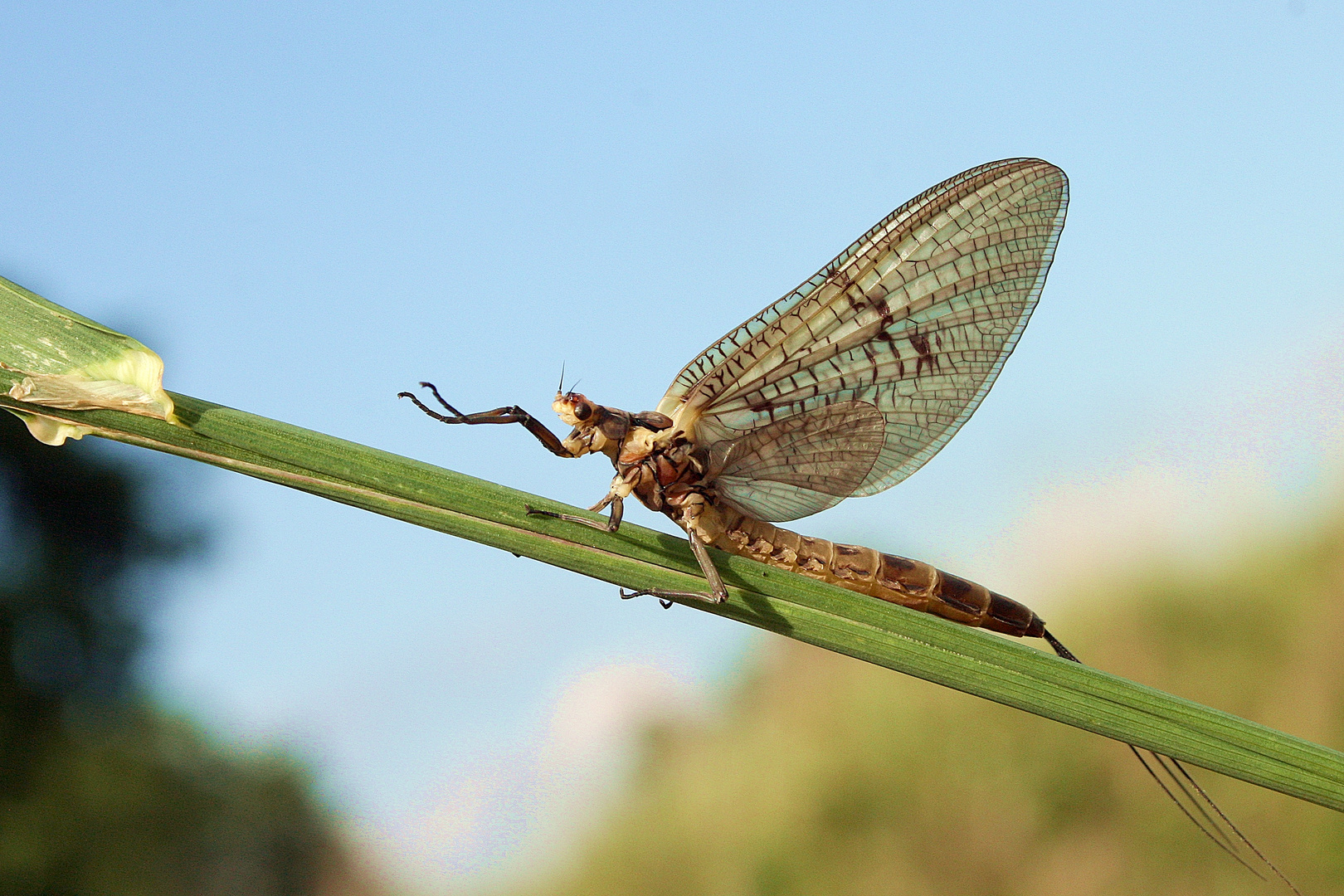 Eintagsfliege (Ephemeria danica)