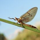 Eintagsfliege (Ephemeria danica)