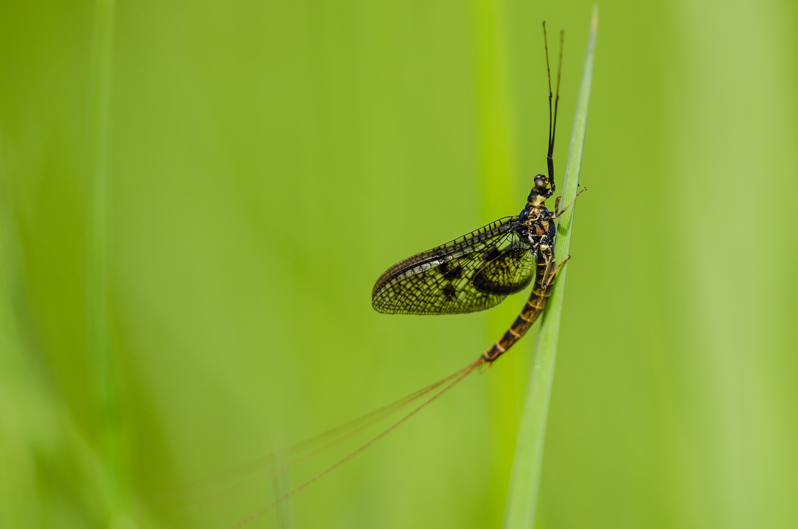 Eintagsfliege (Ephemeroptera)