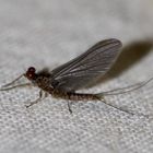 Eintagsfliege - Ephemeroptera